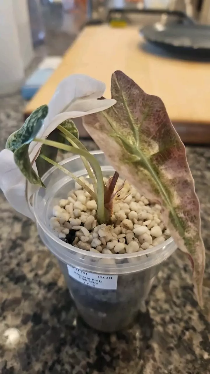 Alocasia Polly Pink Mint thumbnail