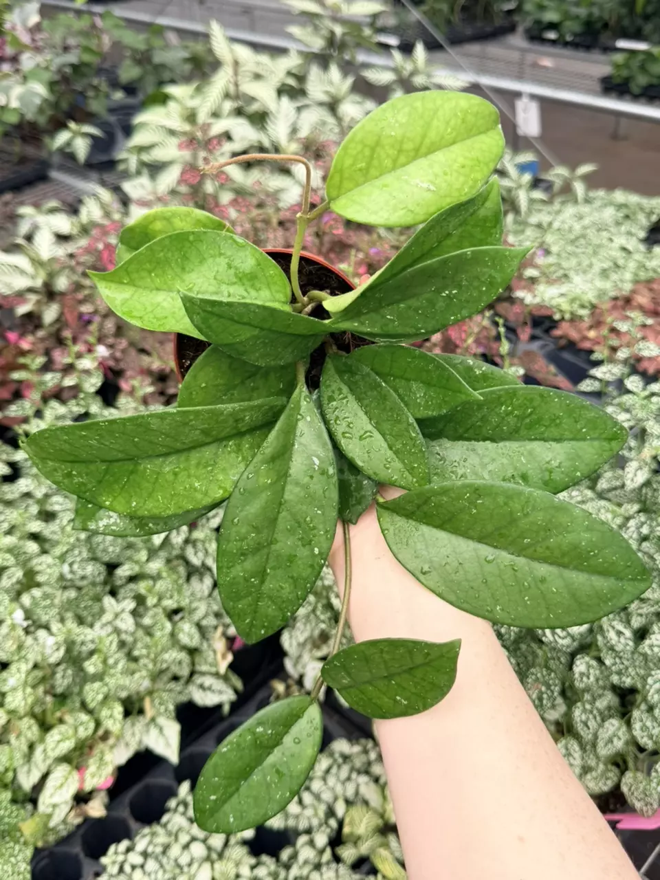 Hoya Carnosa Sprinkles Specific 4” Pot 8774FEP | F thumbnail