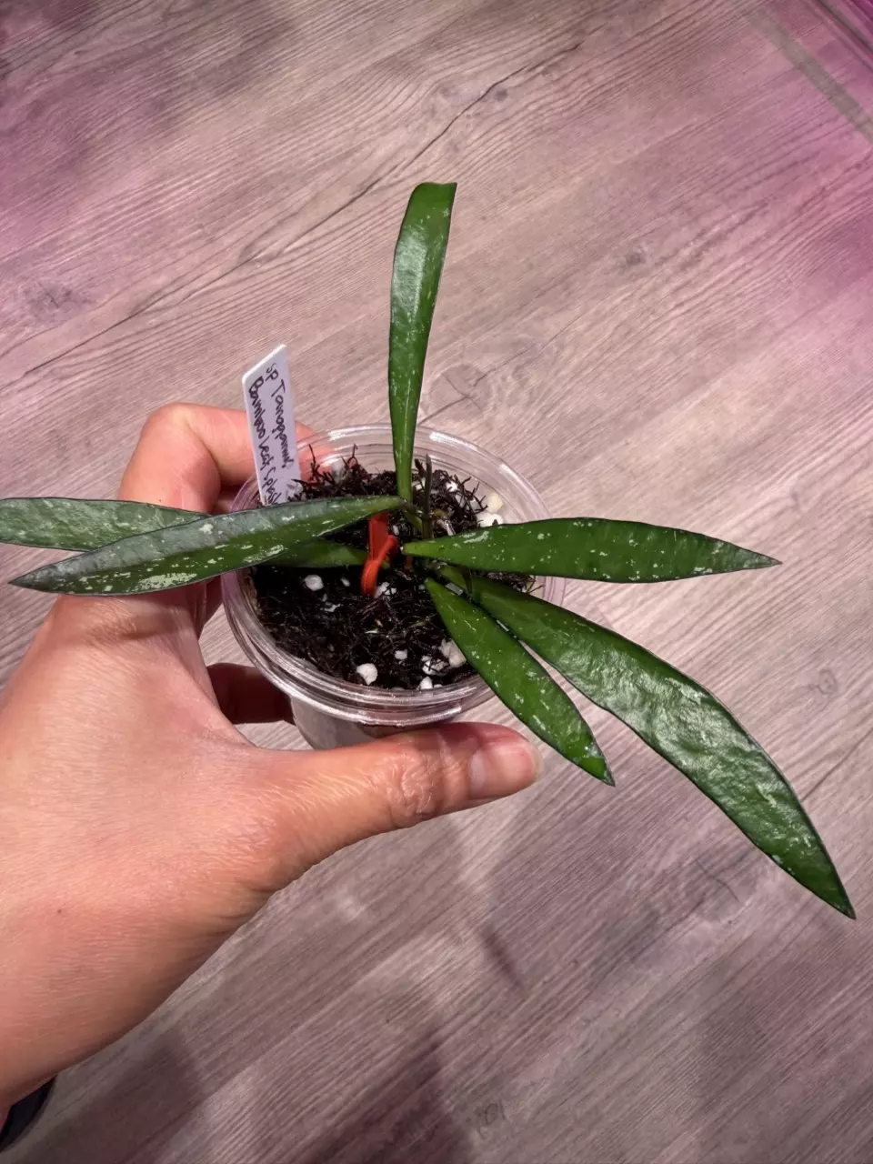 Hoya sp Tanggamus Bamboo splash thumbnail