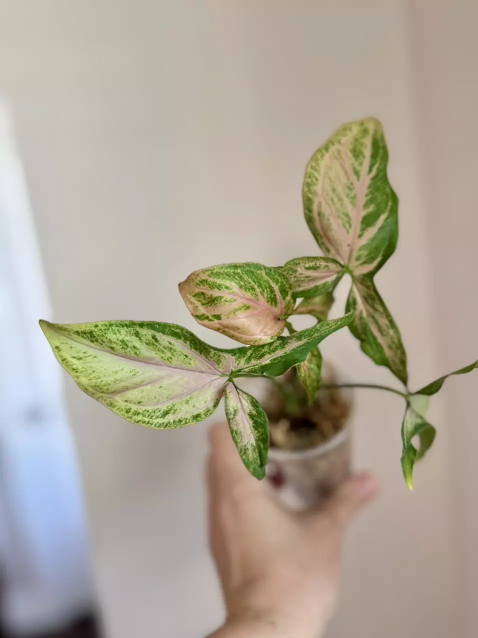 Syngonium Pink Passion thumbnail