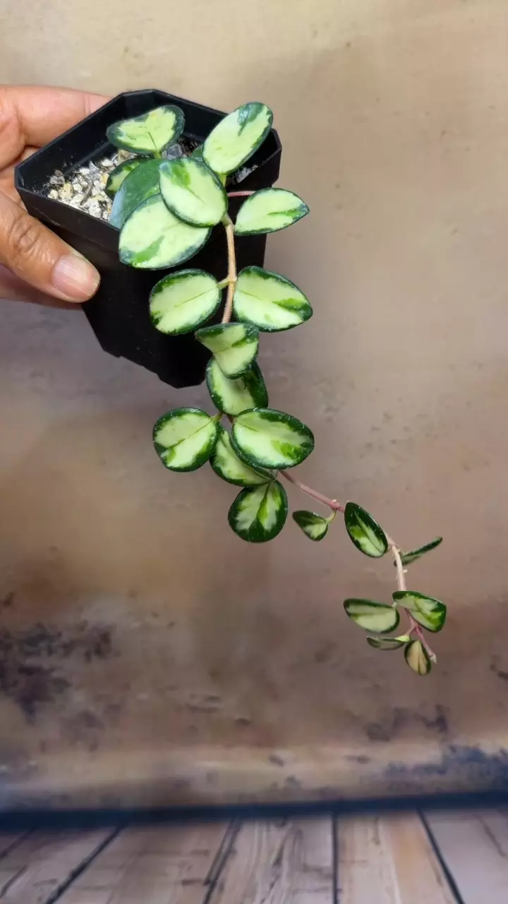 Hoya Mathilde Variegated thumbnail