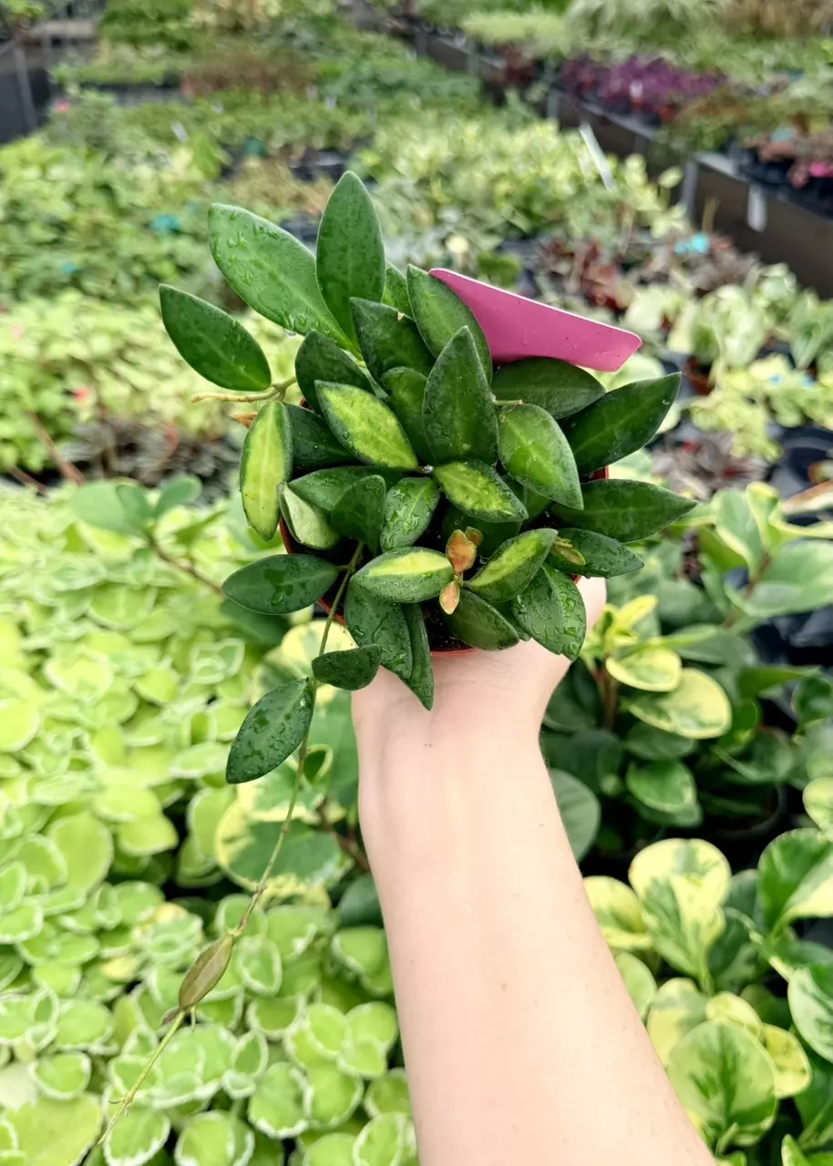 Hoya DS-70 Variegated Specific 4” Pot 8772FEP | F thumbnail
