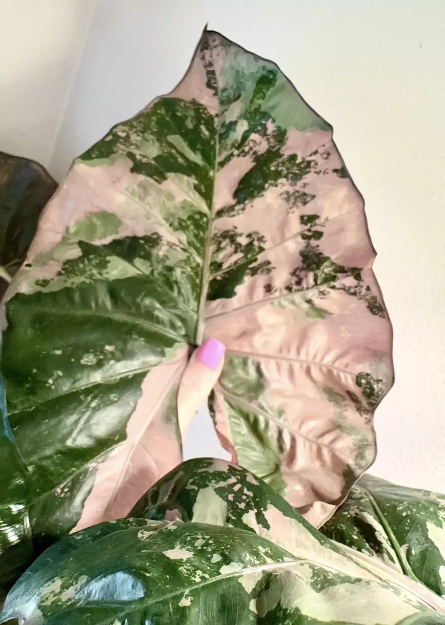 Pink Plumbea corm Alocasia thumbnail