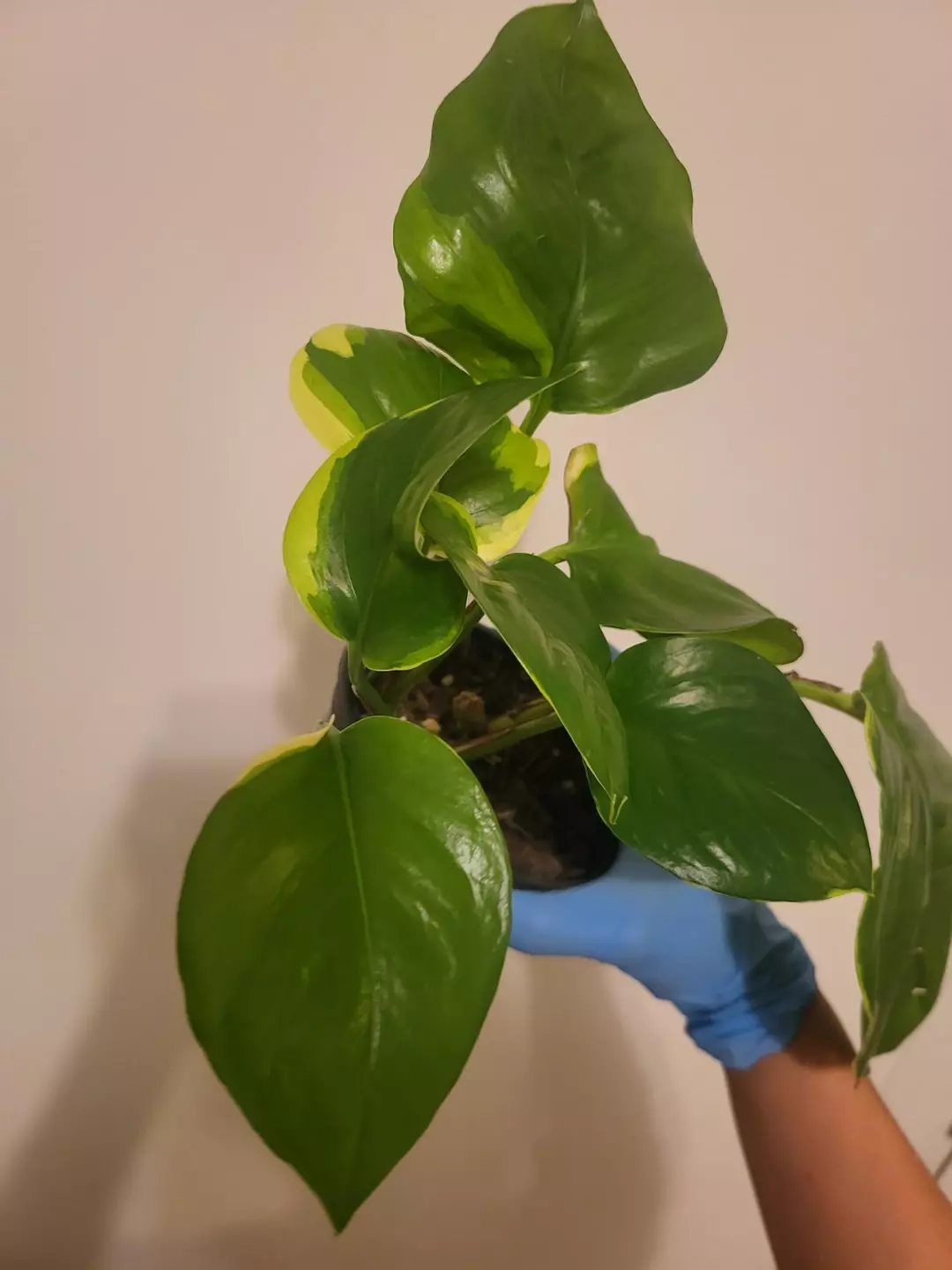 Manjula poonsin cutting thumbnail