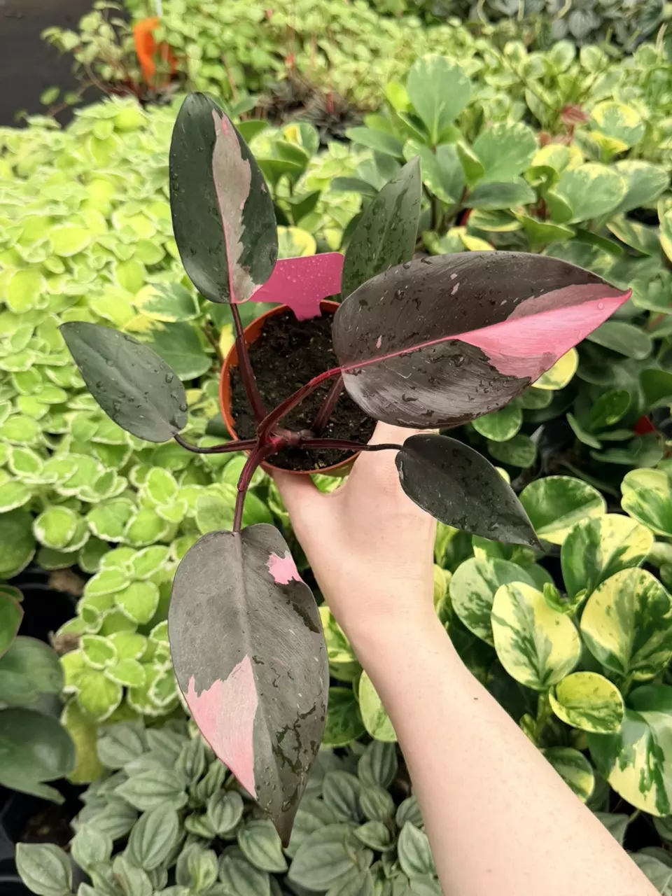 Philodendron Black Cherry Pink Princess Specific 4” Pot 8771FEP | F thumbnail