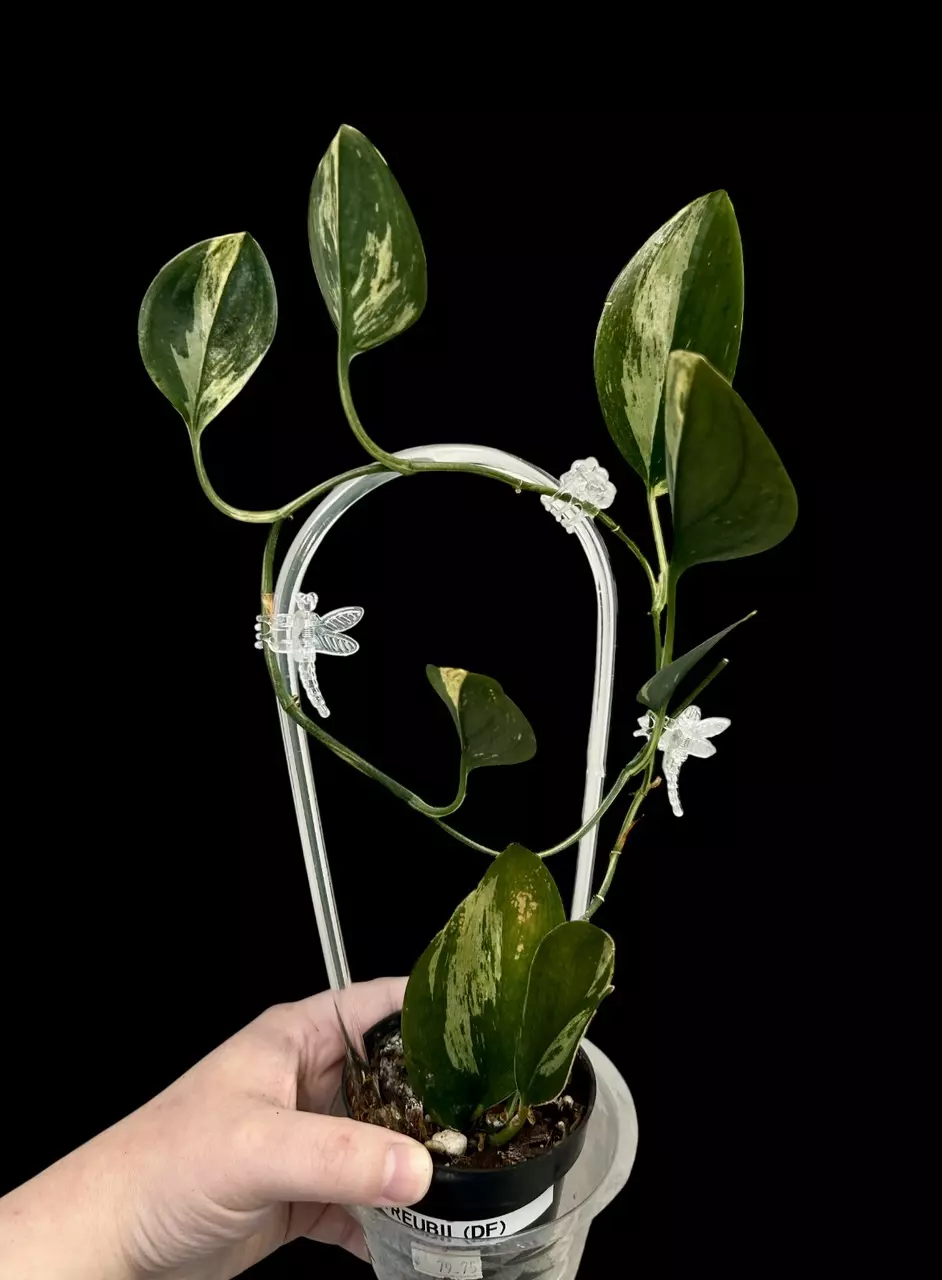Scindapsus Treubii Dark Form (variegated)(1 leaf midcut) thumbnail