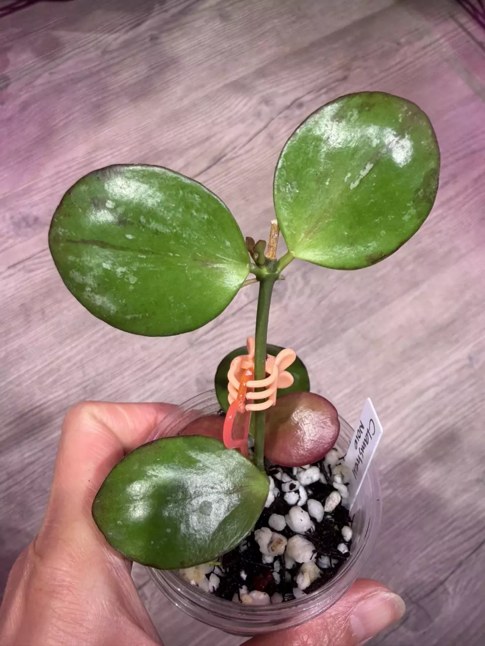 Hoya Clamshell noid thumbnail