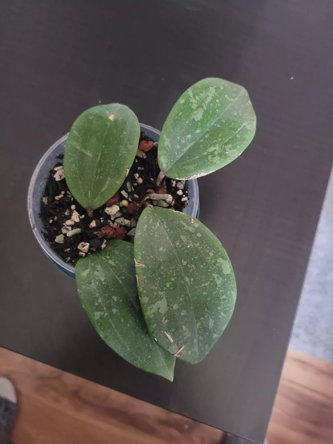 Hoya wibergiae pink splash thumbnail