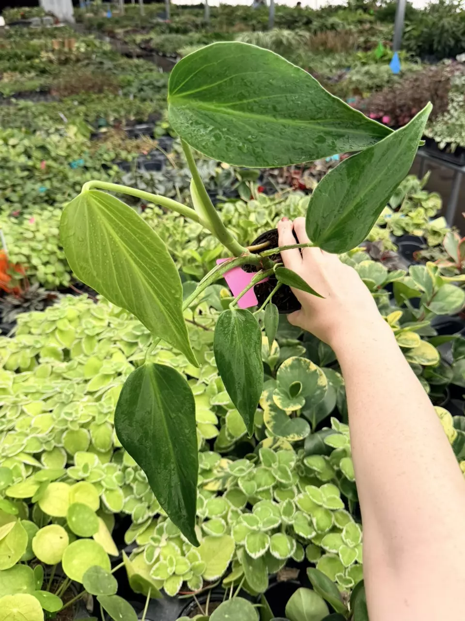 Monstera Burle Marx Flame Specific 4” Pot 8776FEP | F thumbnail