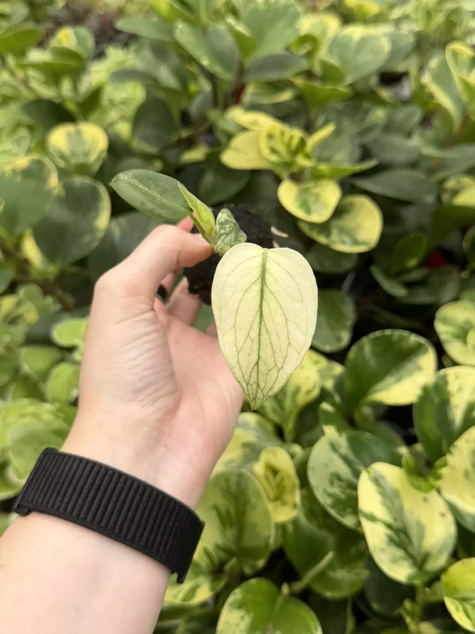 Monstera Full Mint Specific Starter 8264EMP | F thumbnail