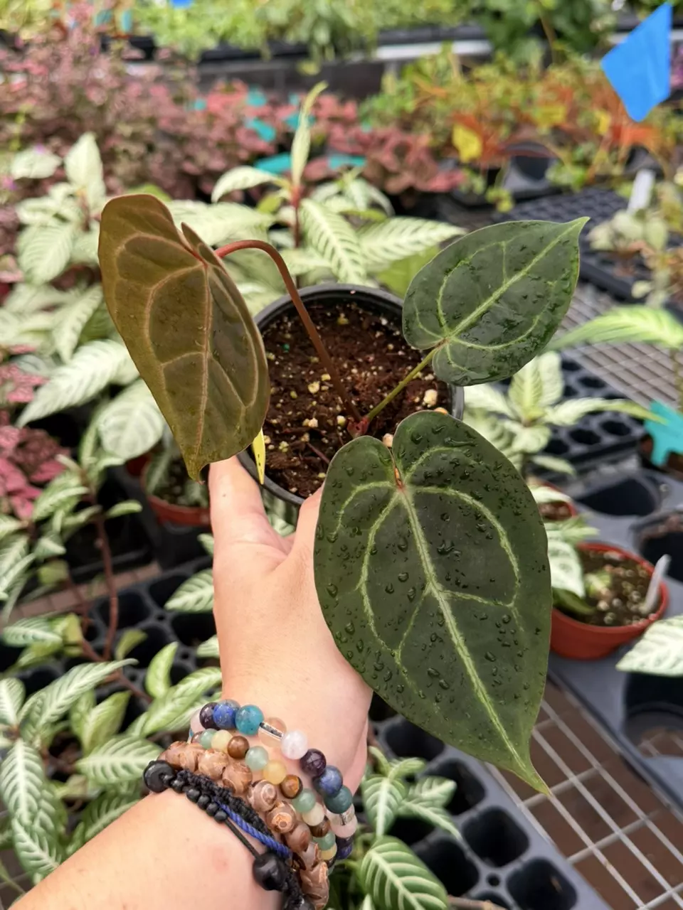 Anthurium NO ID Specific 4” Pot 8677SMP | F thumbnail