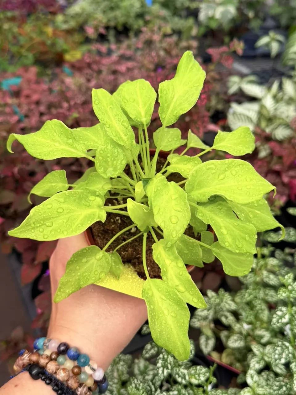 Philodendron Golden Xanadu Specific 4” Pot 8676SMP | F thumbnail