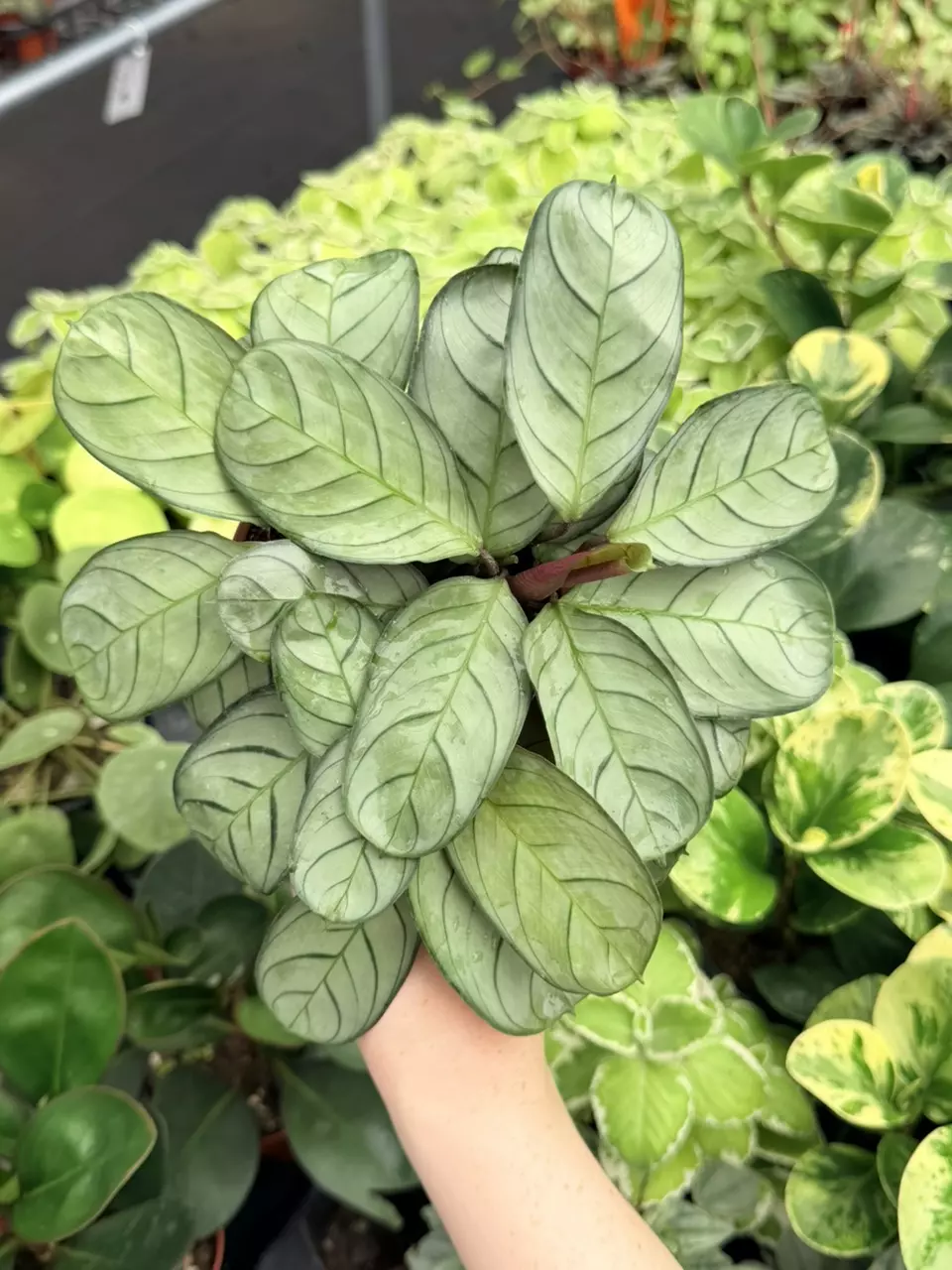 Calathea Burle Marx Amagris Specific 4” Pot 8768FEP | F thumbnail