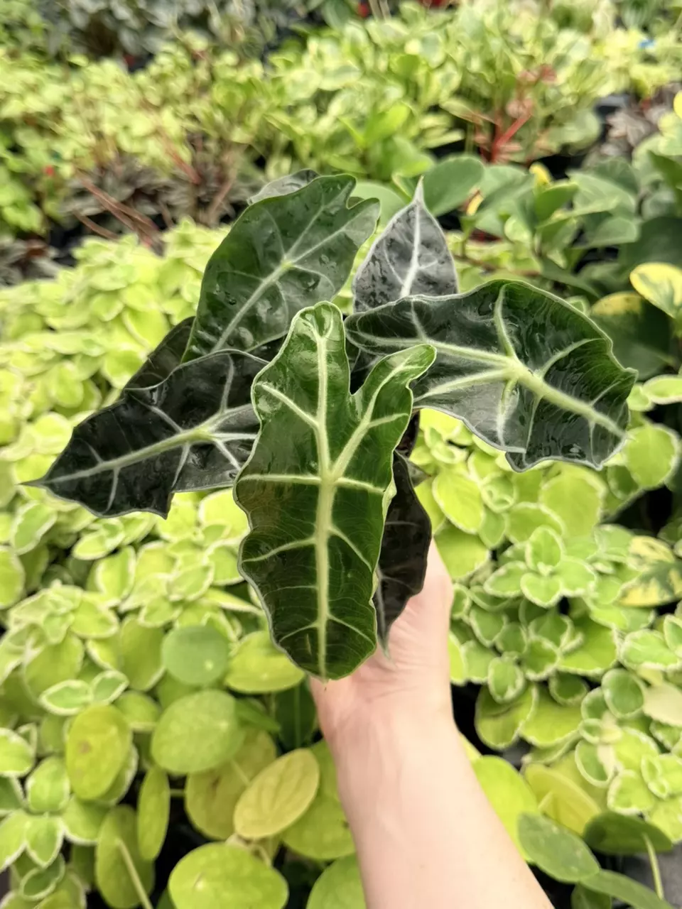 Alocasia Polly Specific 4” Pot 8773FEP | F thumbnail