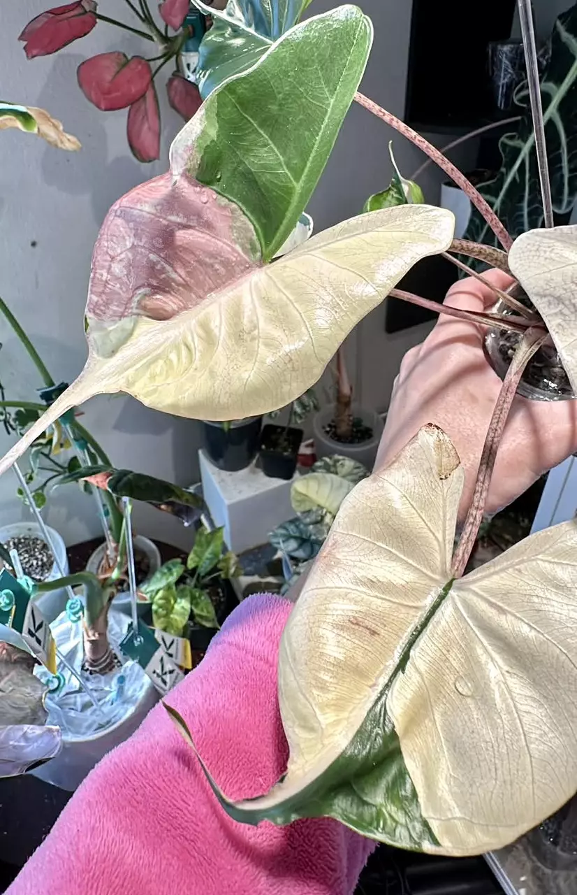 Pink Stingray Albo Alocasia corm thumbnail