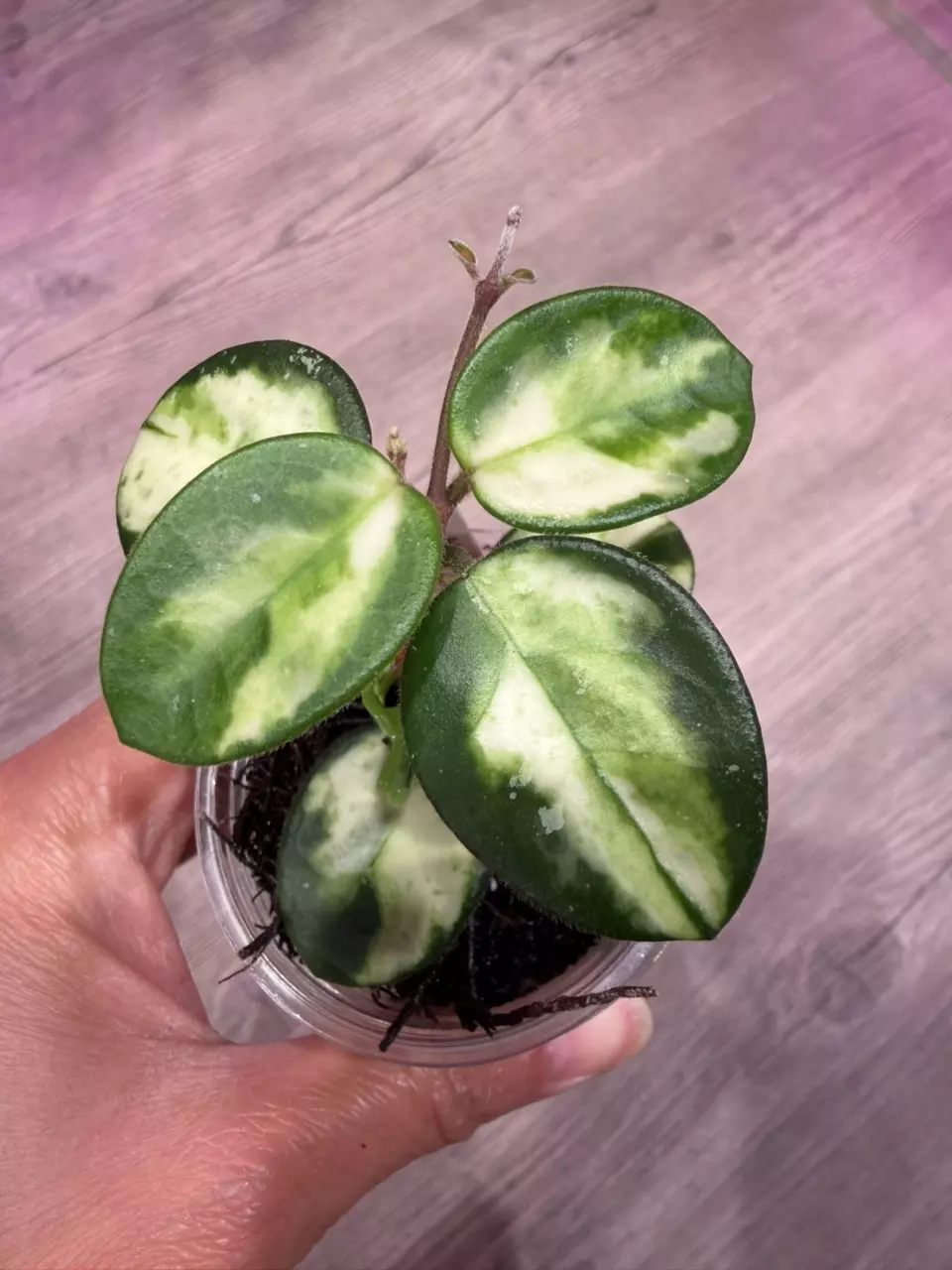 Hoya Mathilde variegated thumbnail