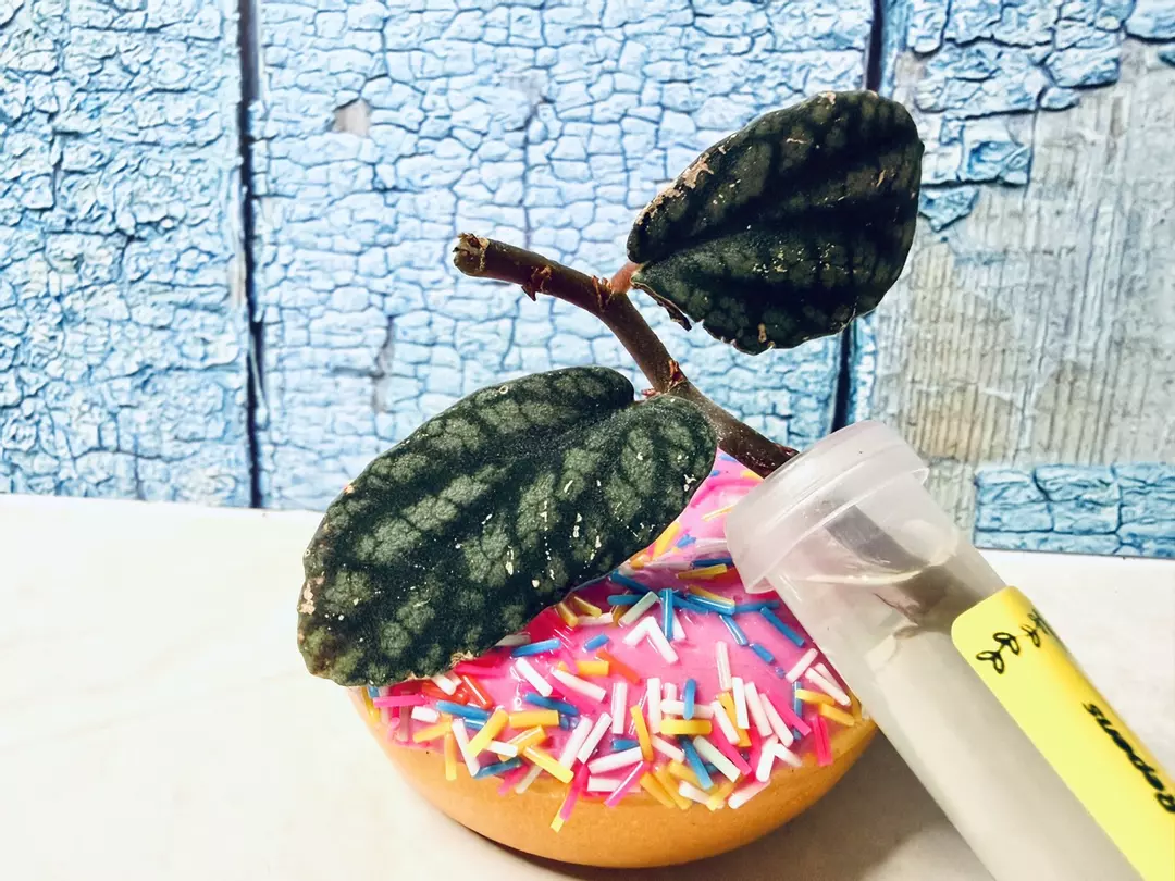 Pellionia Repens thumbnail