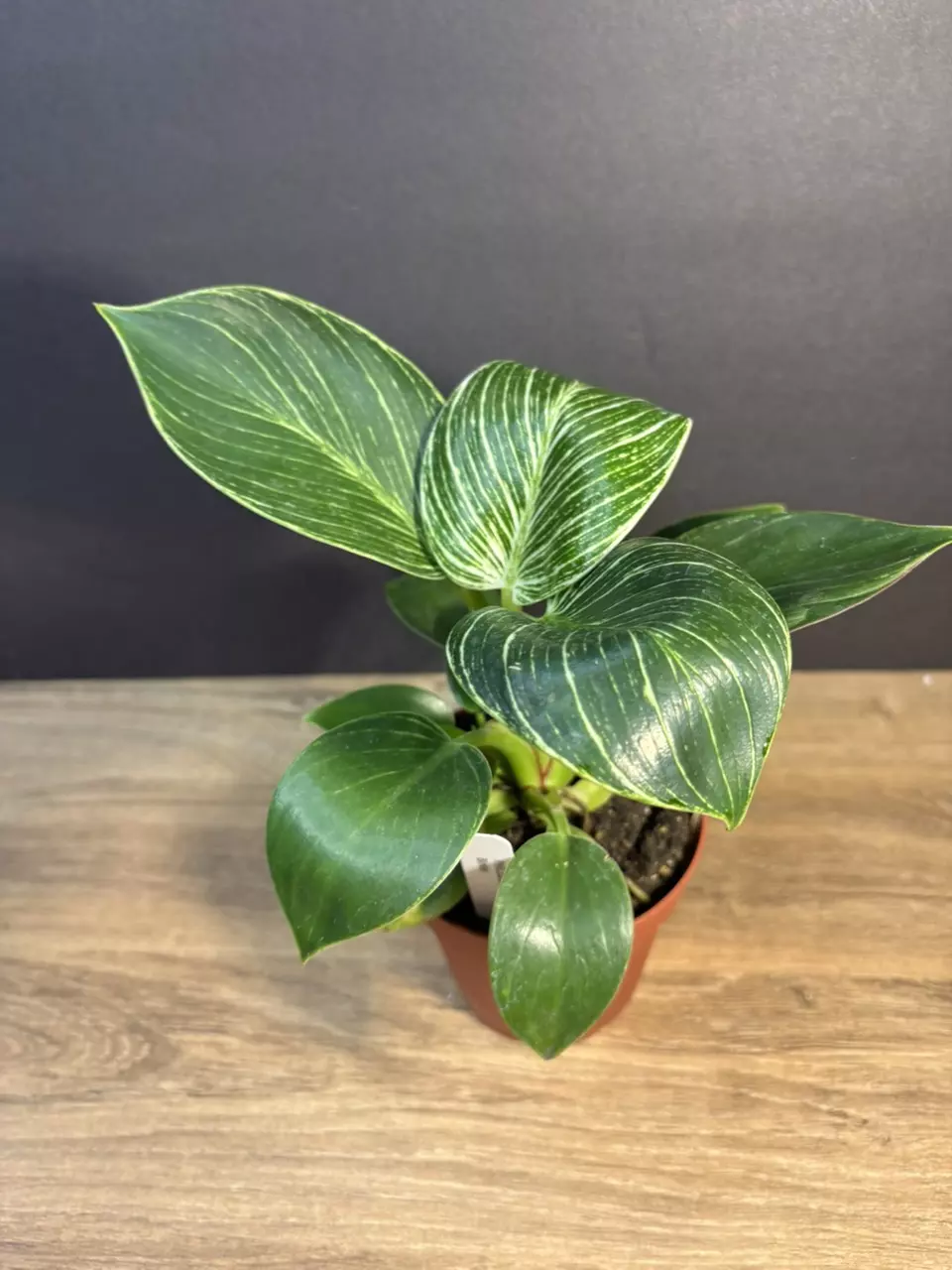 Philodendron Birkin 4” 3735 thumbnail