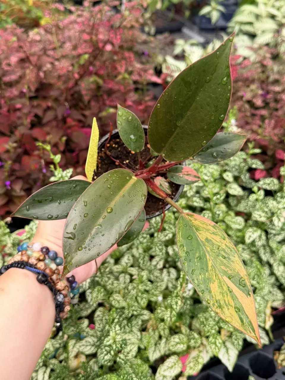 Variegated Philodendron Imperial Red Specific 4” Pot 8678SMP | F thumbnail