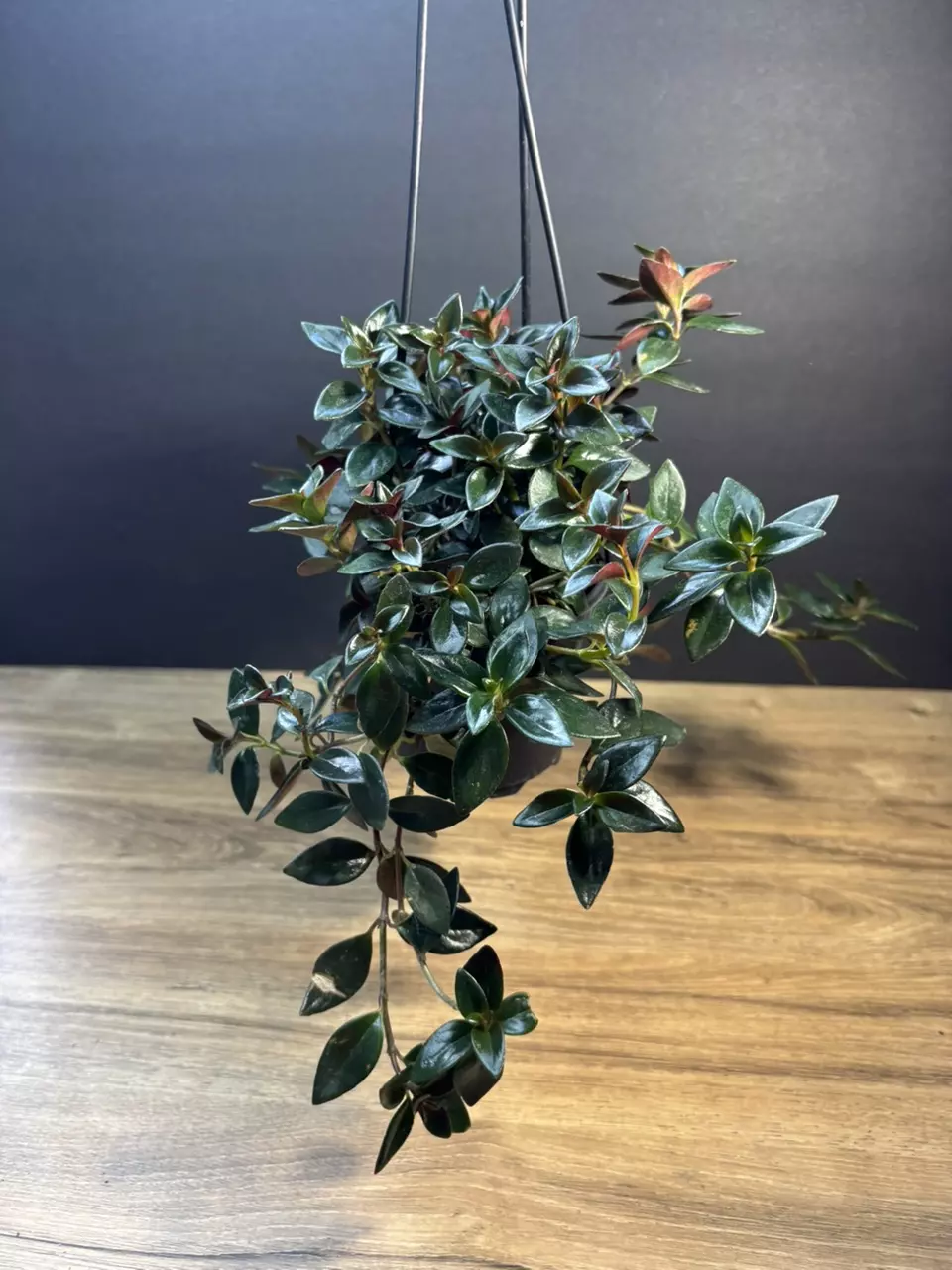 Nematanthus Shady Lady Goldfish Plant 4” HB 3747 thumbnail