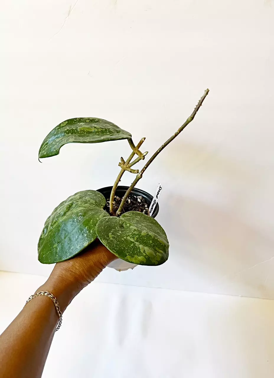 🎋Hoya Macrophylla Snow Queen thumbnail