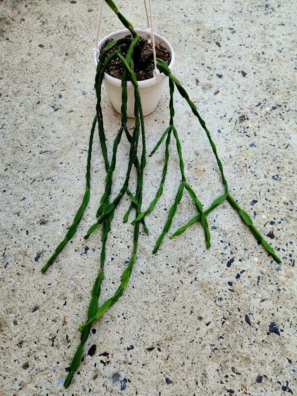 Rhipsalis Paradoxa thumbnail