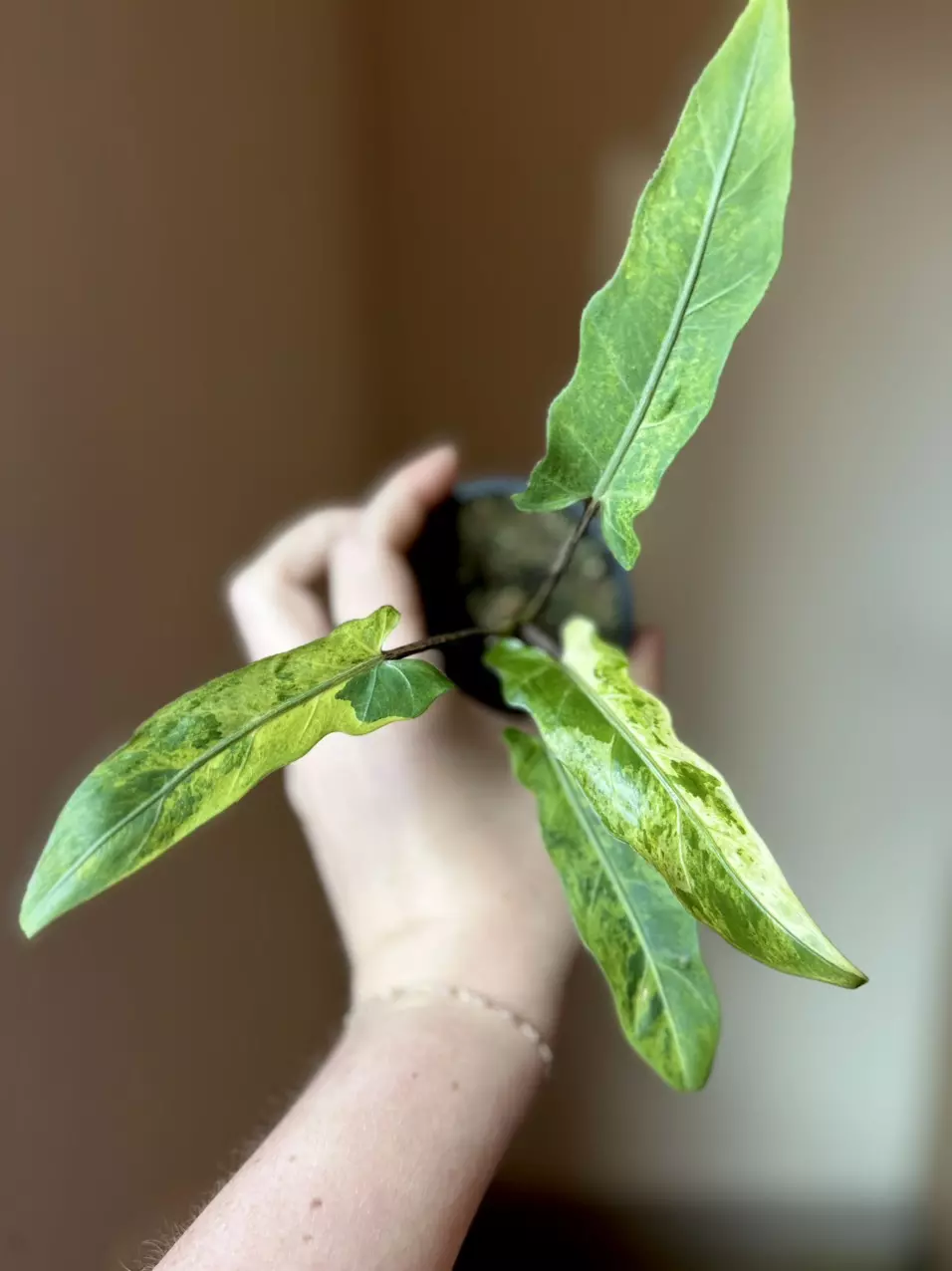 Alocasia Lauterbachiana Aurea CORMS thumbnail