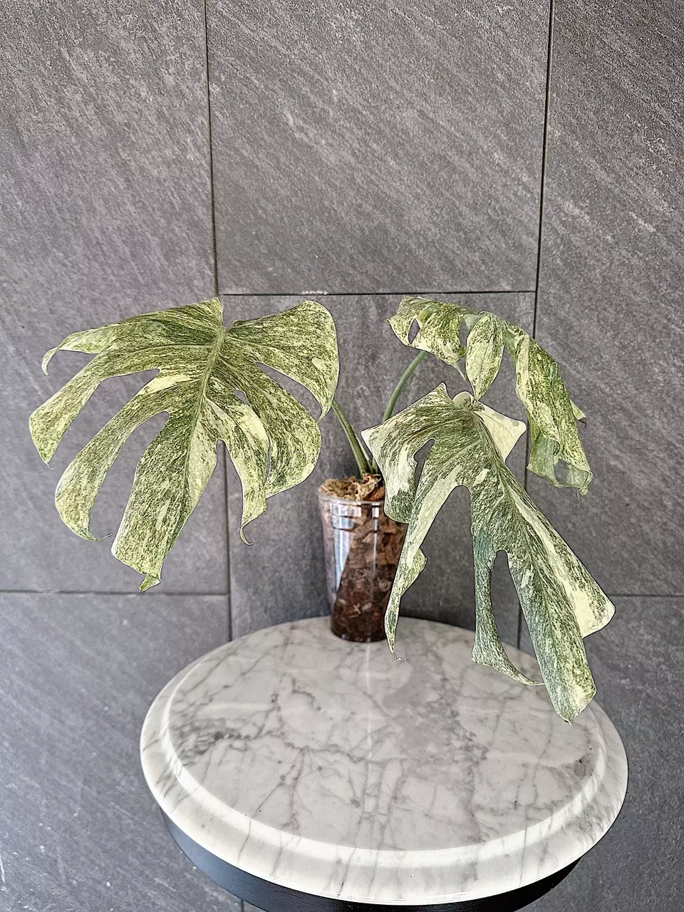 Monstera Legacy thumbnail