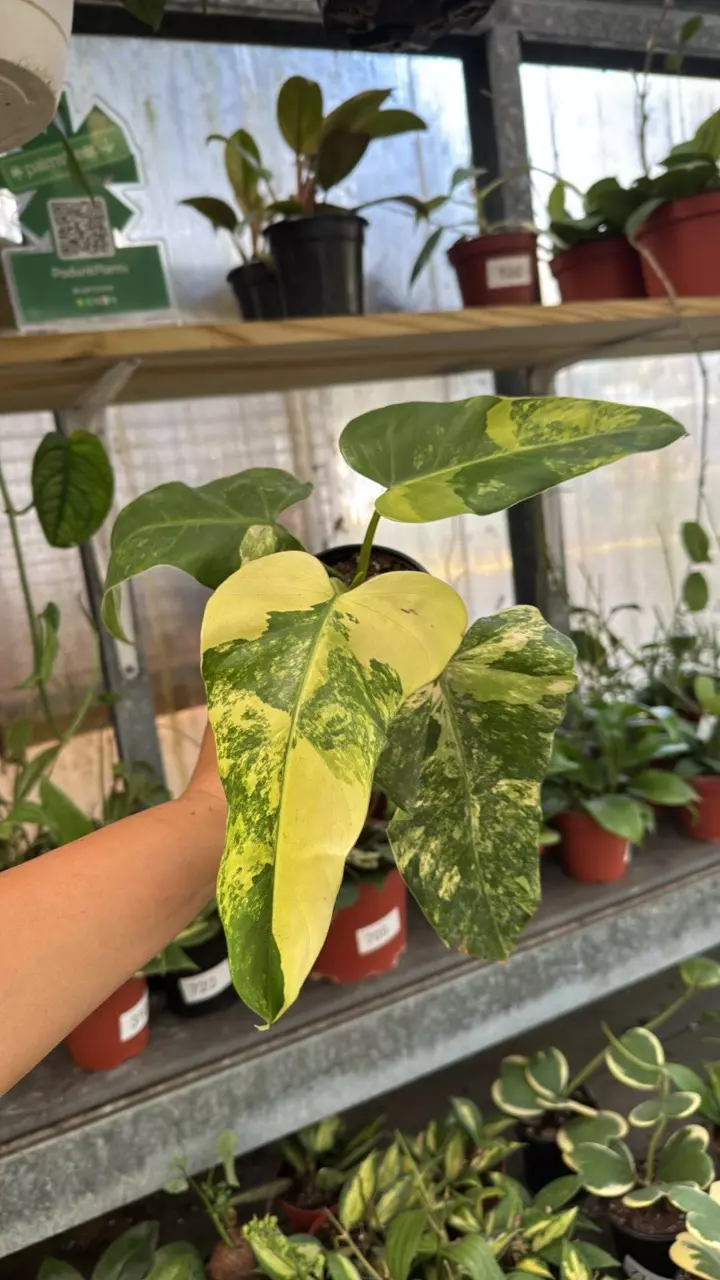 324 Philodendron Variegated Domesticum thumbnail
