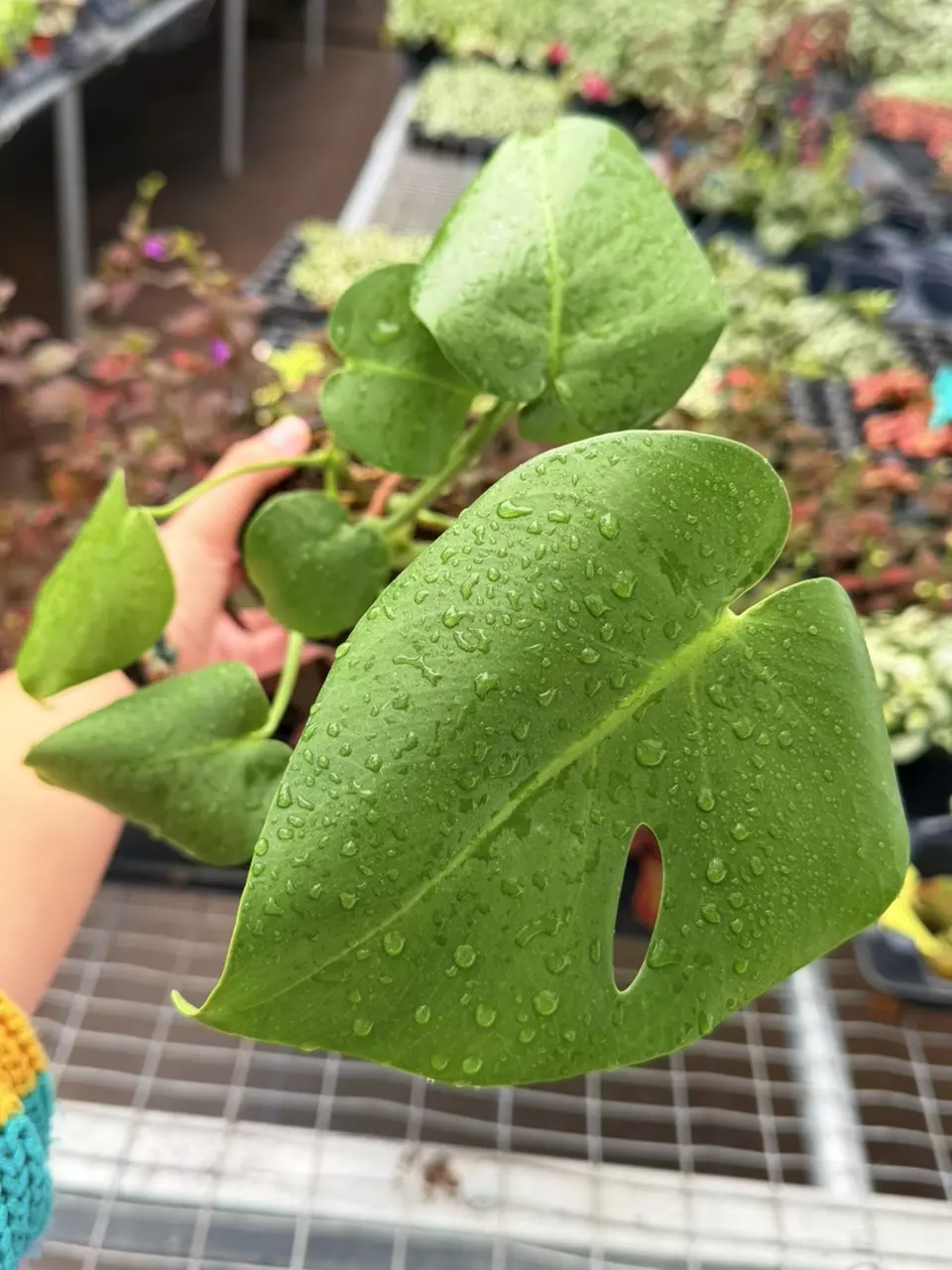 Monstera Deliciosa Specific 4” Pot 8670SMP | F thumbnail