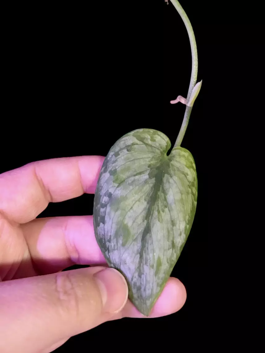 Scindapsus Padjajaran / Silver Cloud (1 leaf midcut) thumbnail