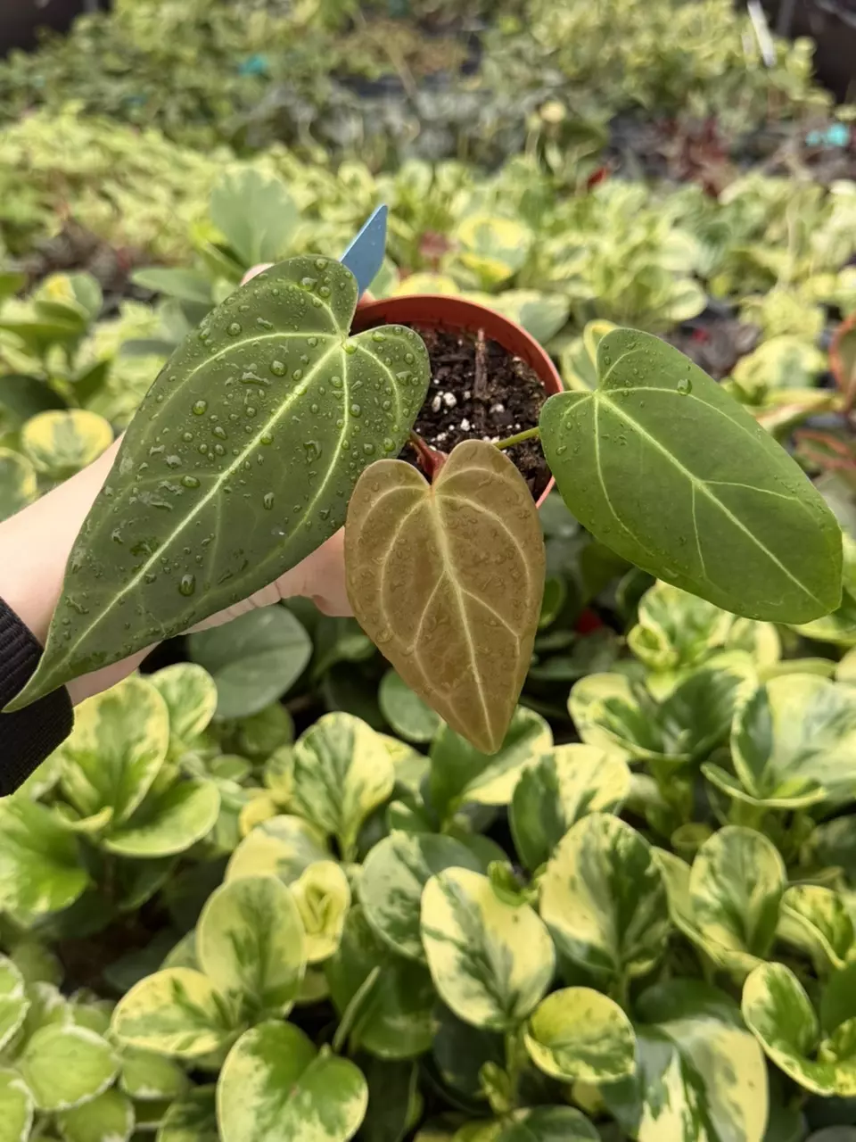 Anthurium Red Stem x Legend Specific 4” Pot 8256EMP | F thumbnail