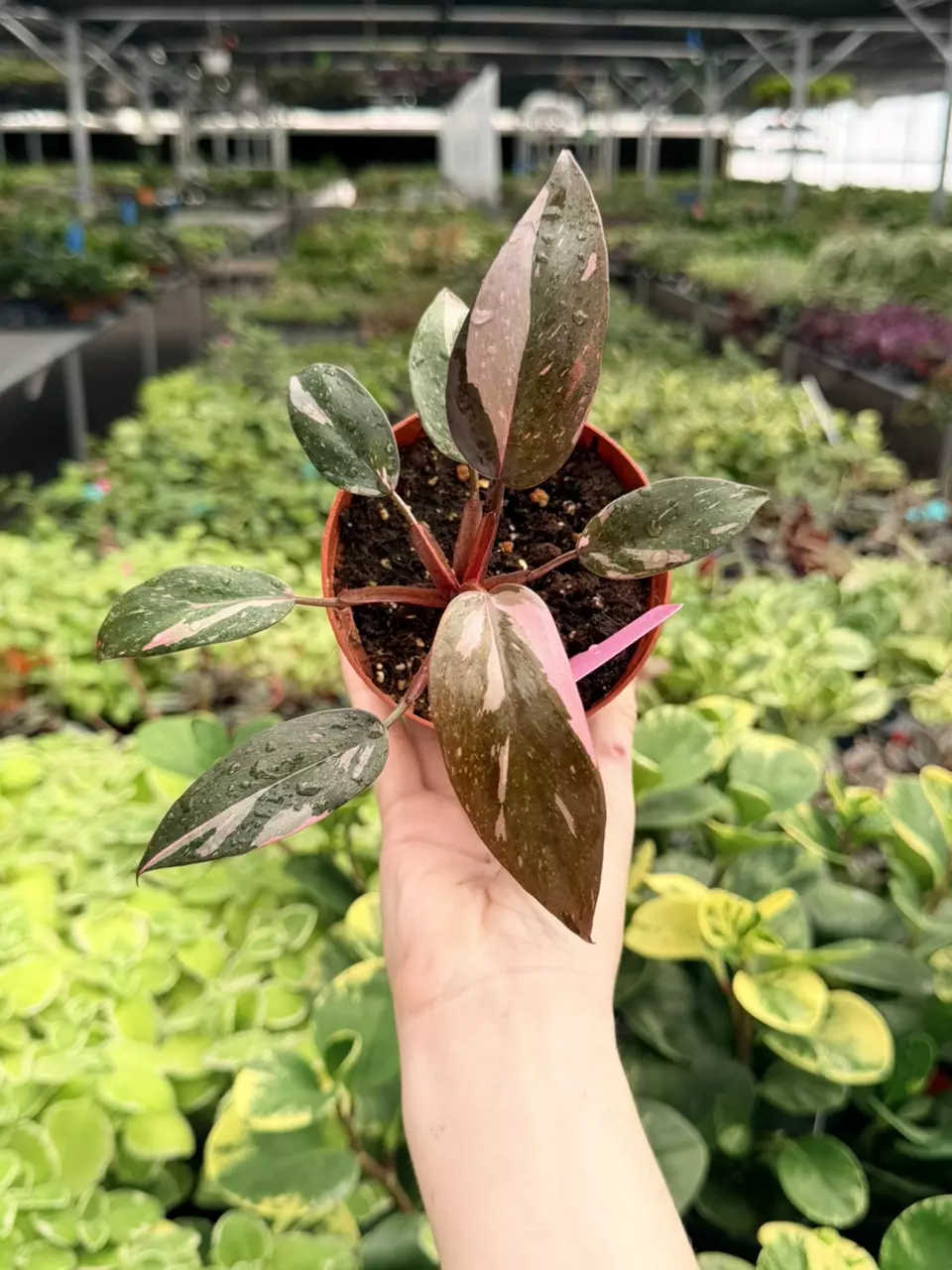 Philodendron Pink Princess Specific 4” Pot 8788FEP | F thumbnail