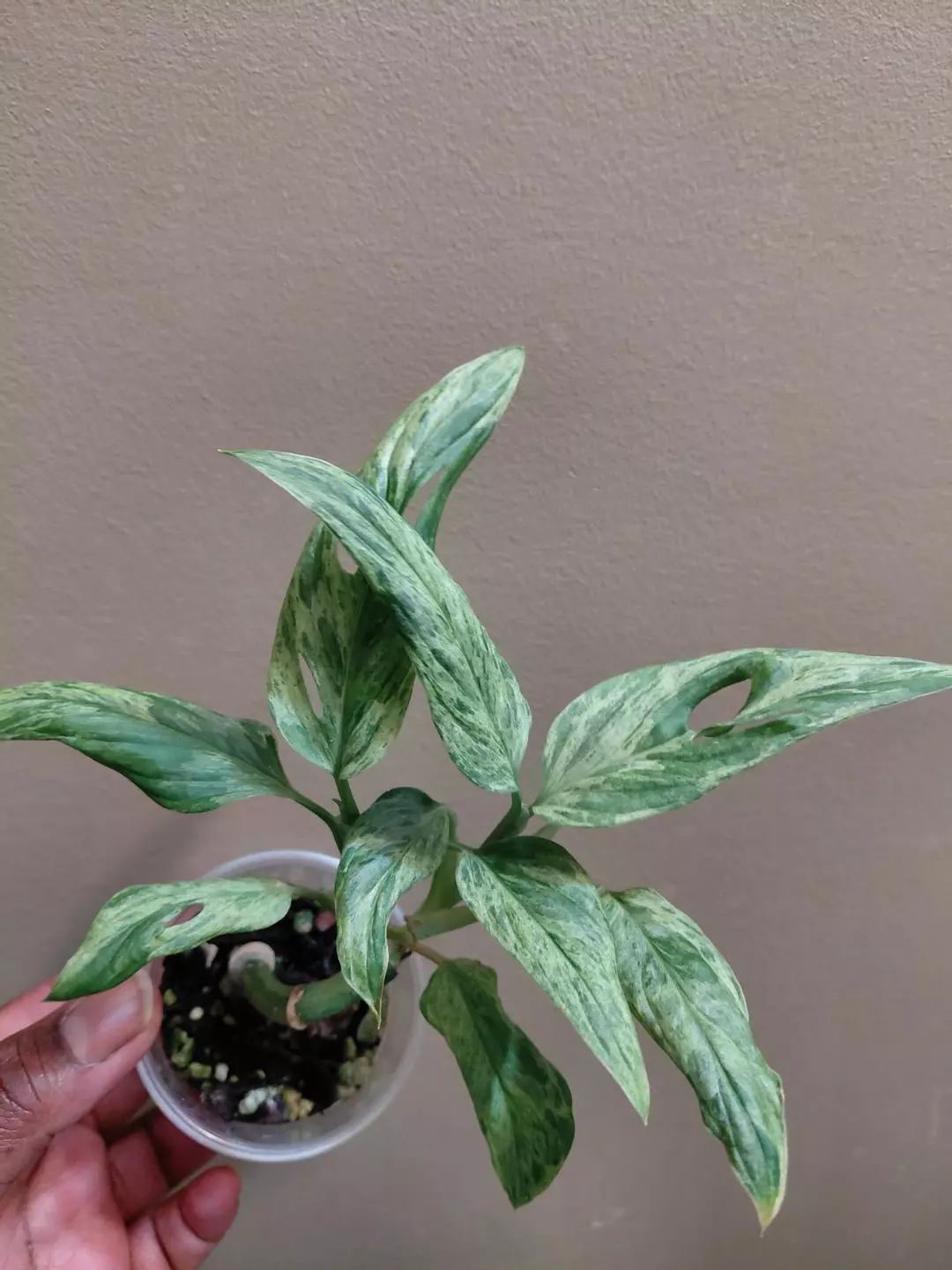 Monstera Adansonii Mint Starter thumbnail
