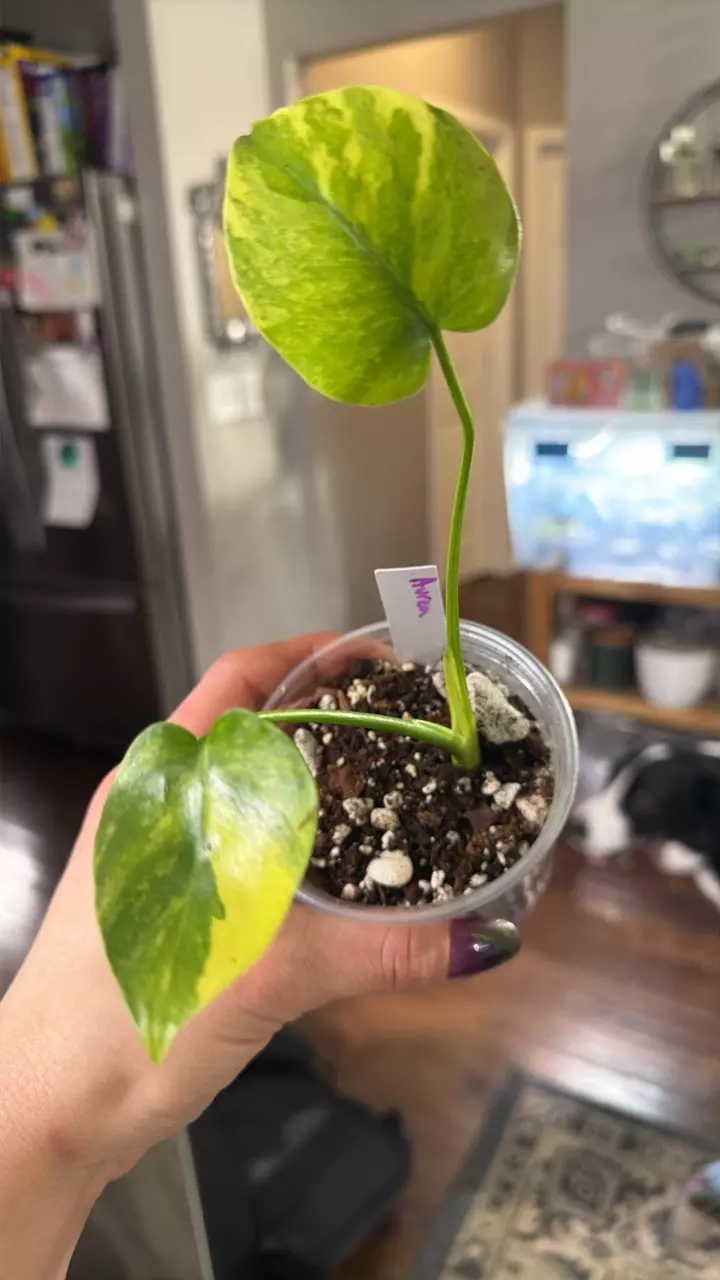 Monstera Aurea thumbnail