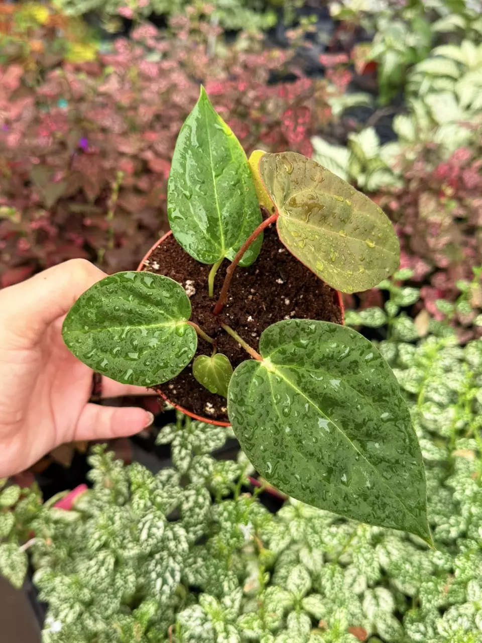 Anthurium Blue Papi x Red Stem x Xone Specific 4” Pot 8681SMP | F thumbnail
