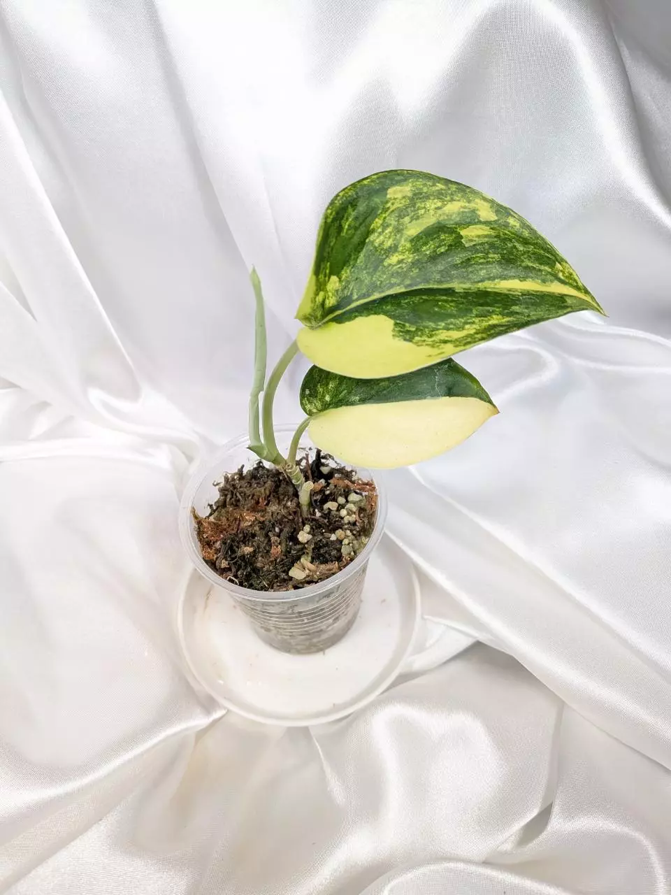 Scindapsus Jade Satin Aurea thumbnail