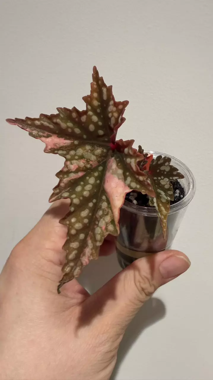 Izumo cutting pink thumbnail