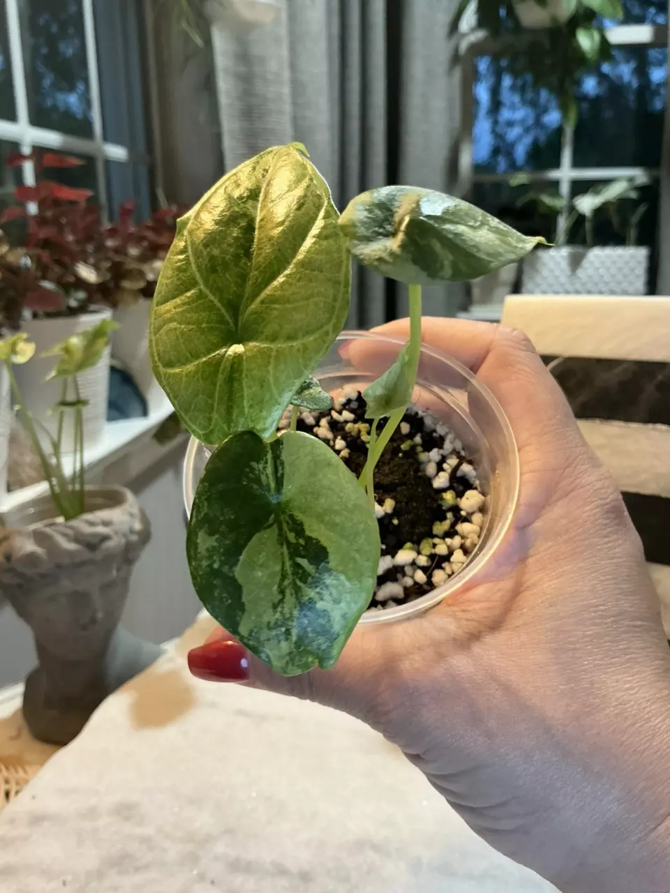 Alocasia Sinuata Albo 169 thumbnail