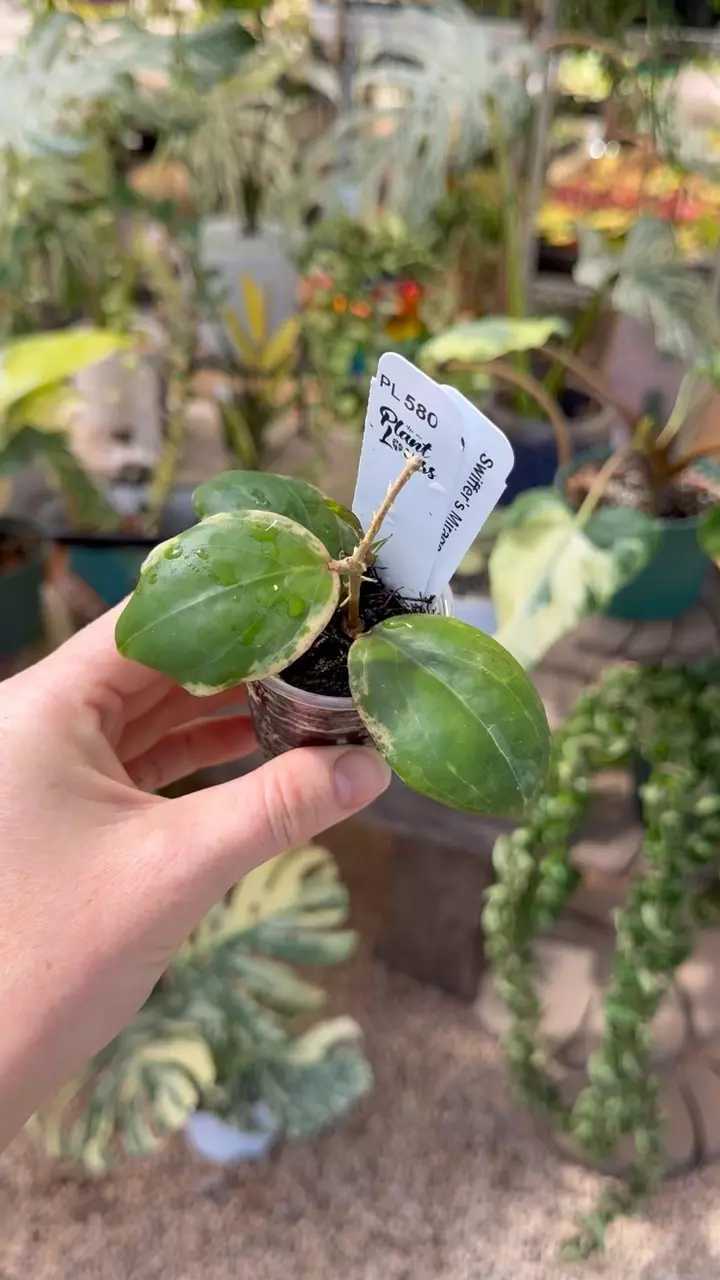 580: 1 inch Swiffers Mirage *New Growth* thumbnail