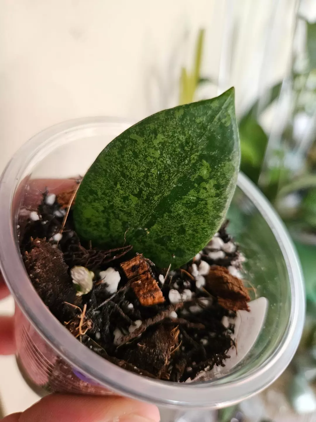 Verticallata wonosobo #273 thumbnail