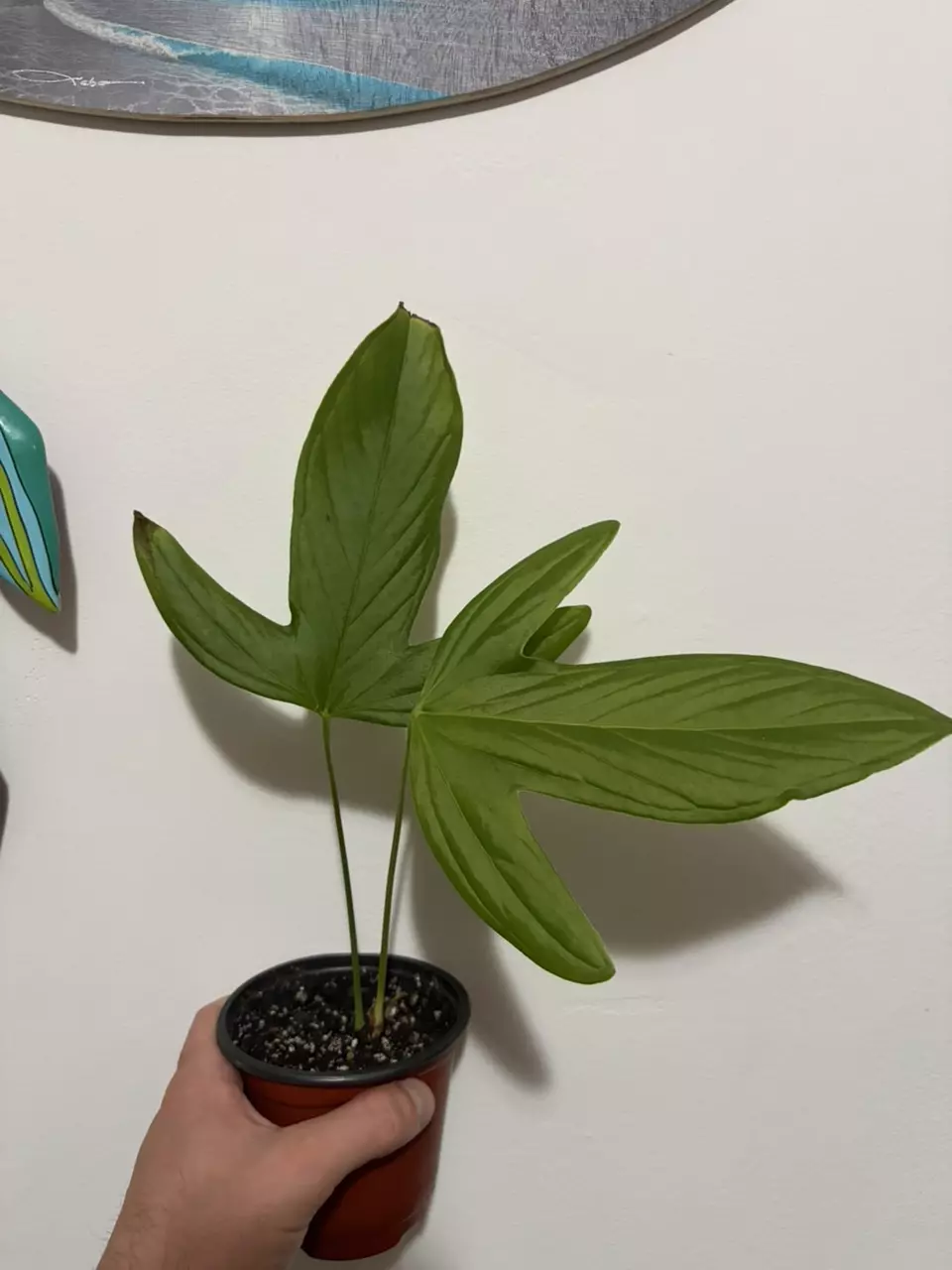 Anthurium Furcatum thumbnail