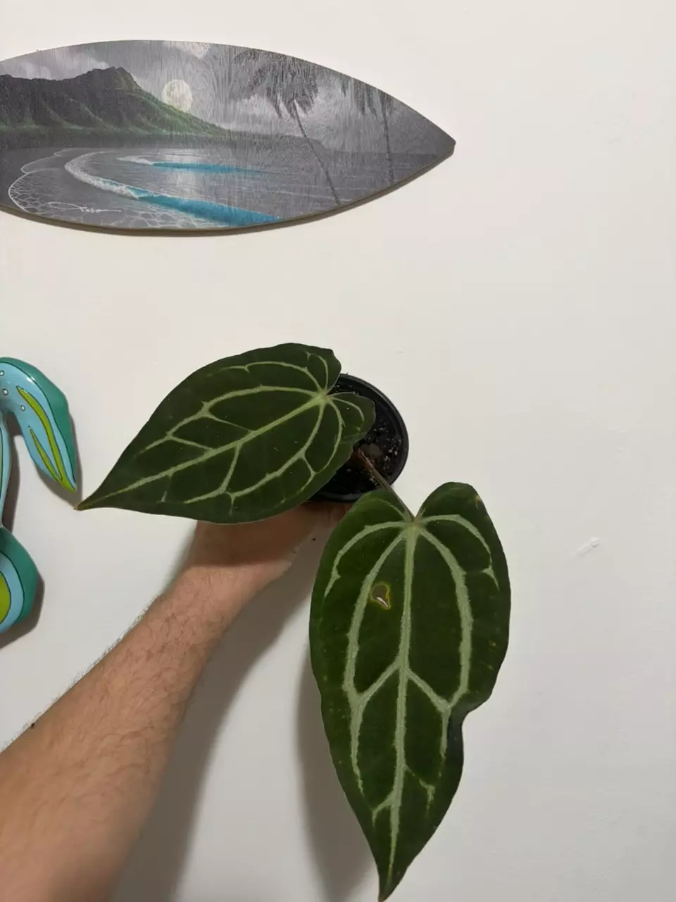 Anthurium Carlablackiae thumbnail
