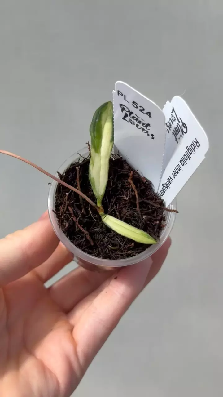 524: 1 inch Variegated Rigidifolia thumbnail
