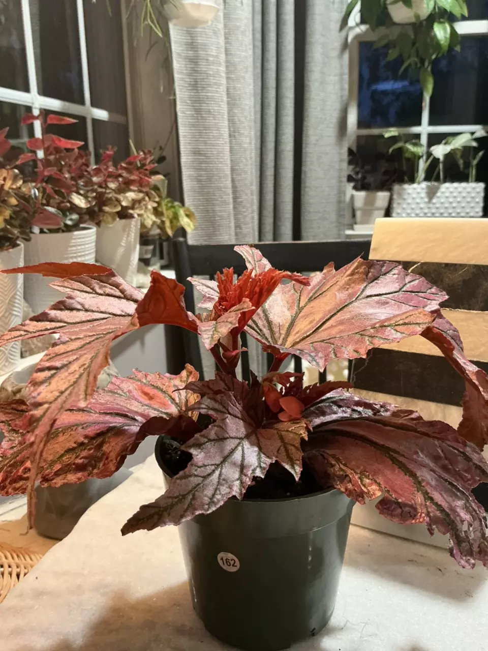 Begonia Lamoon 162 thumbnail