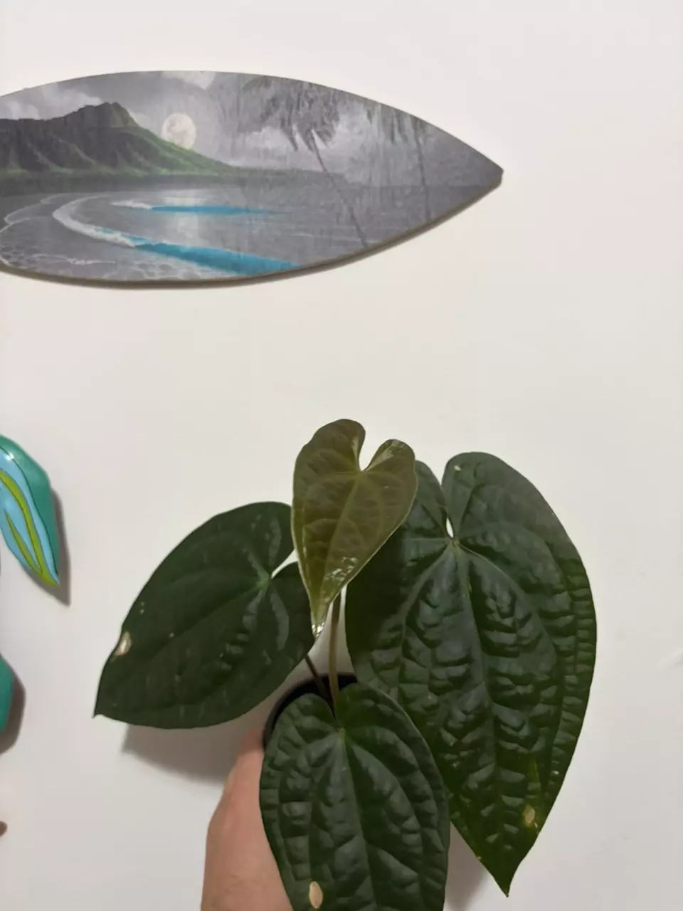 Hybrid Anthurium thumbnail