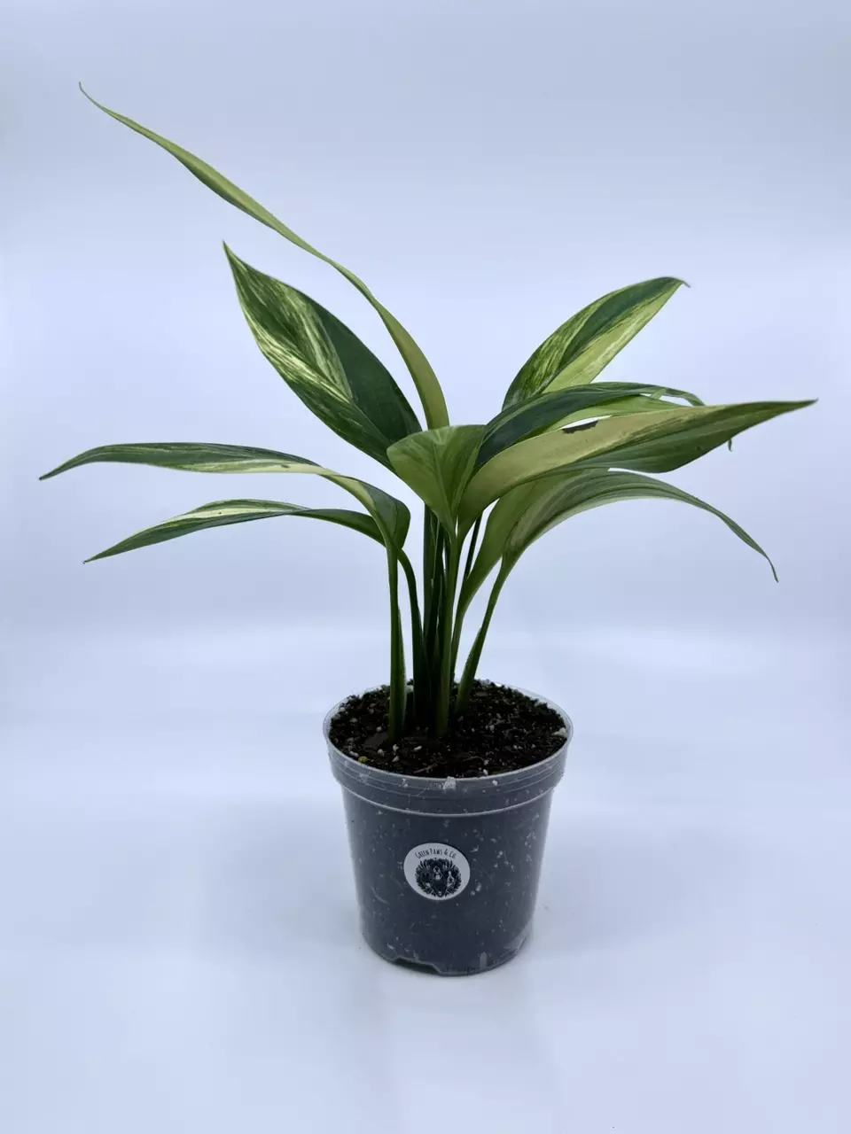 Variegated Epipremnum Amplissimum thumbnail