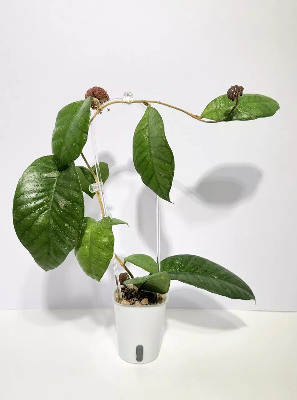 Hoya Sp Ivory Mountain Borneo thumbnail