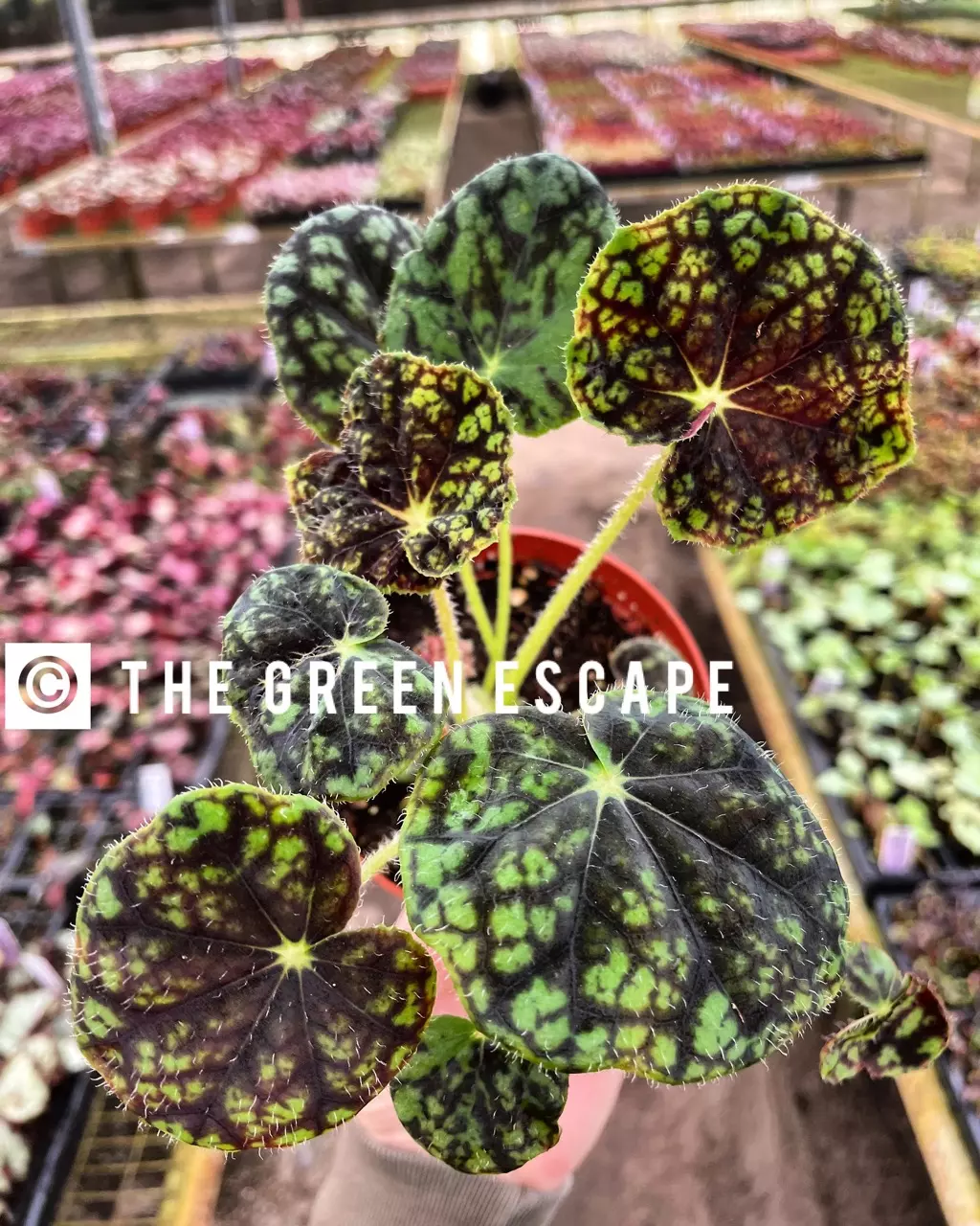 Begonia Lynda evans starter plant growers choice thumbnail