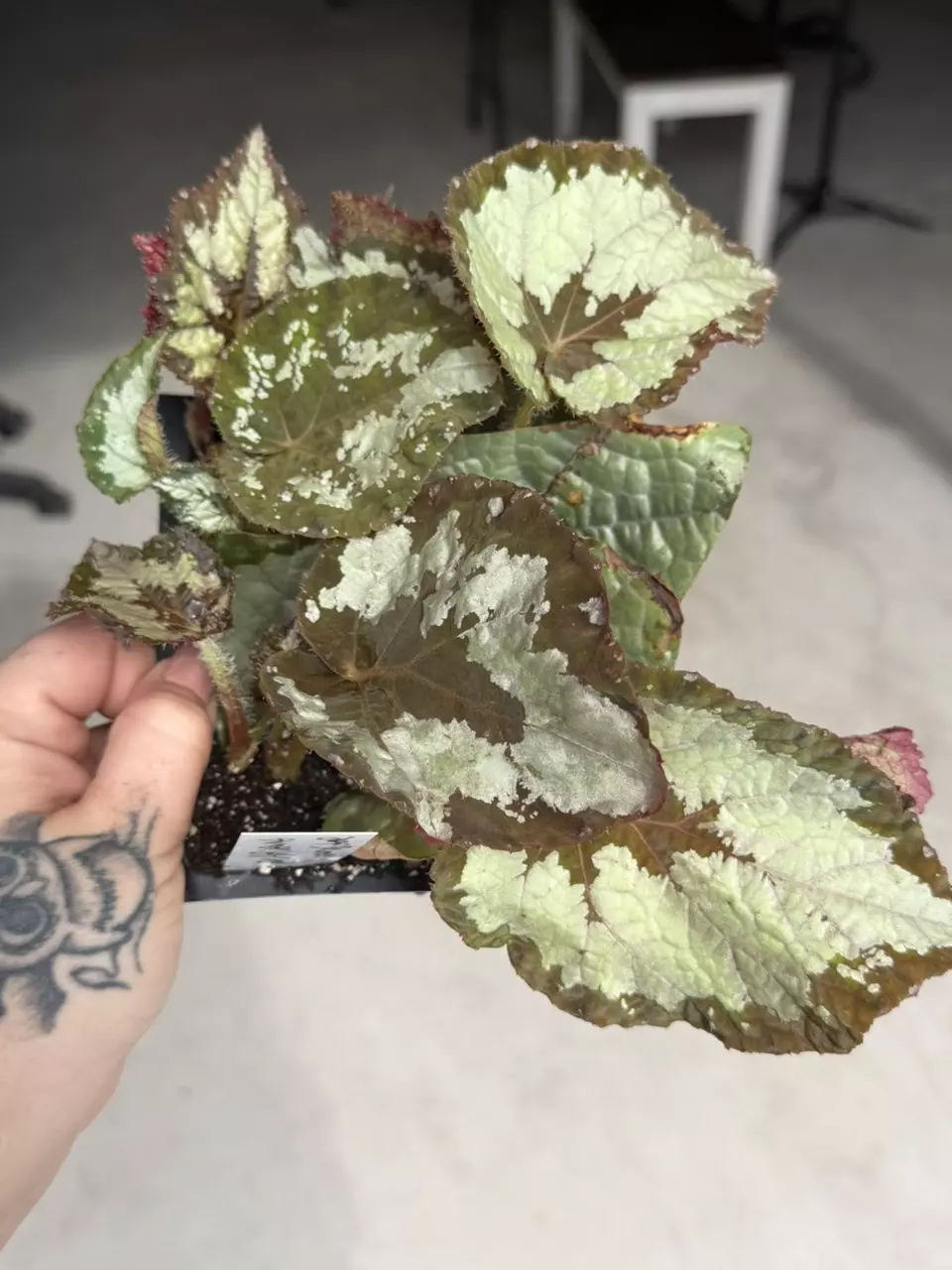 Begonia Mariana’s monster starter growers choice thumbnail